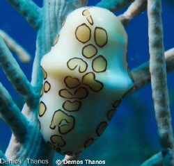 Flamingo Tongue by Demos Thanos 